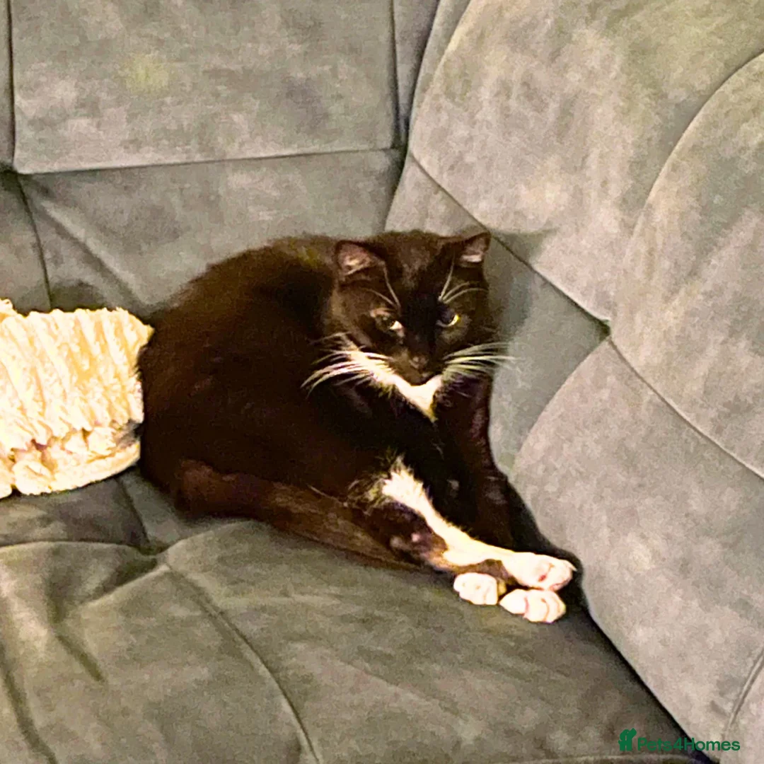Mixed Breed cats for adoption: Tiddles is the Biggest Sweetheart - Advert 2