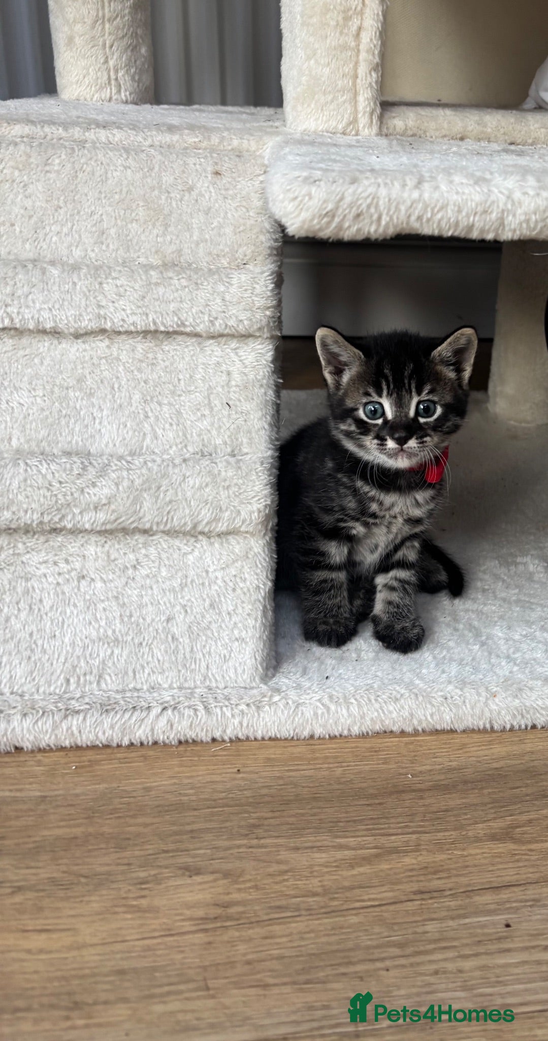 Bengal cats Bengal Cross Kittens - Advert 10