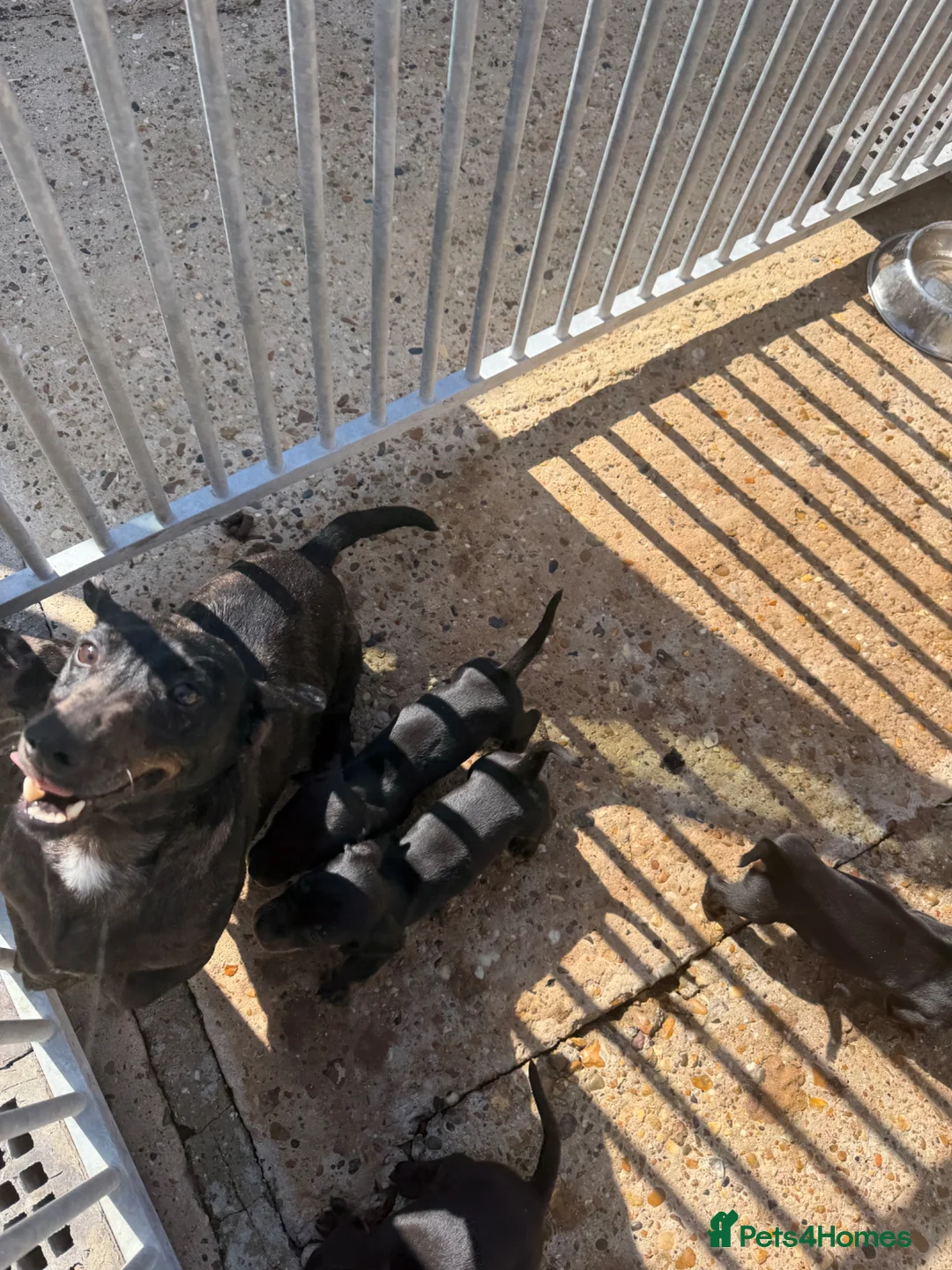 Dachshund dogs for sale: Datchound puppies  - Advert 1