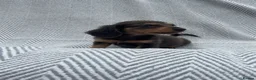 Miniature Dachshund dogs for sale: Mini dachshunds  - Advert 7