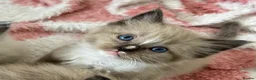Ragdoll cats for sale: Stunning Ragdoll kittens  - Advert 22