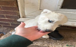 Siberian Husky dogs for sale: Siberian puppy  - Image 6