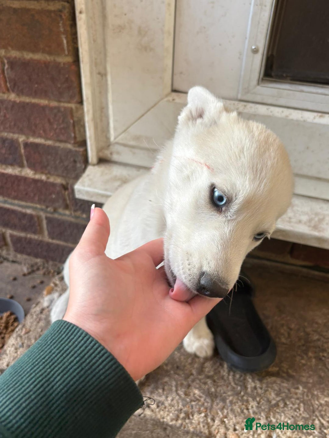 Siberian Husky dogs for sale: Siberian puppy  - Image 6