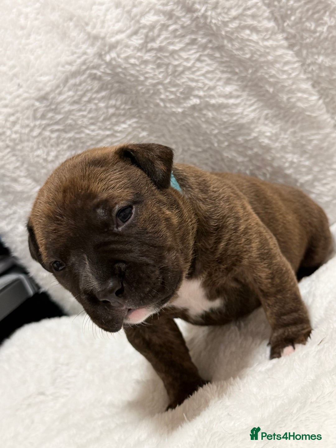 Mixed Breed dogs for sale: Beautiful Home- Reared Puppies!  - Advert 9