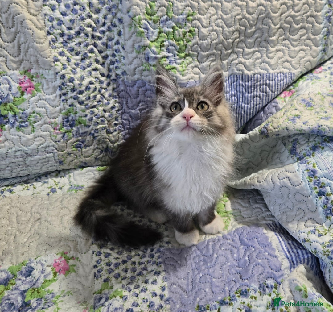 Maine Coon cats for sale: Beautiful playful Maine Coon kittens  - Image 15