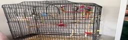 Budgerigars birds for sale: 2 Budgies + Cage - Advert 2