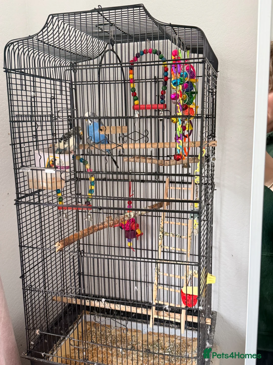 Budgerigars birds for sale: 2 Budgies + Cage - Advert 2