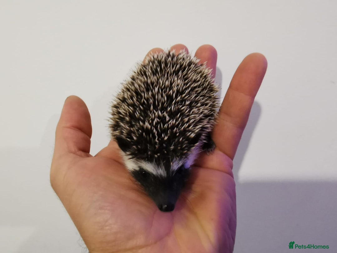 Pygmy Hedgehog rodents for sale: Male and a female african pygmy hedgehog  - Image 4