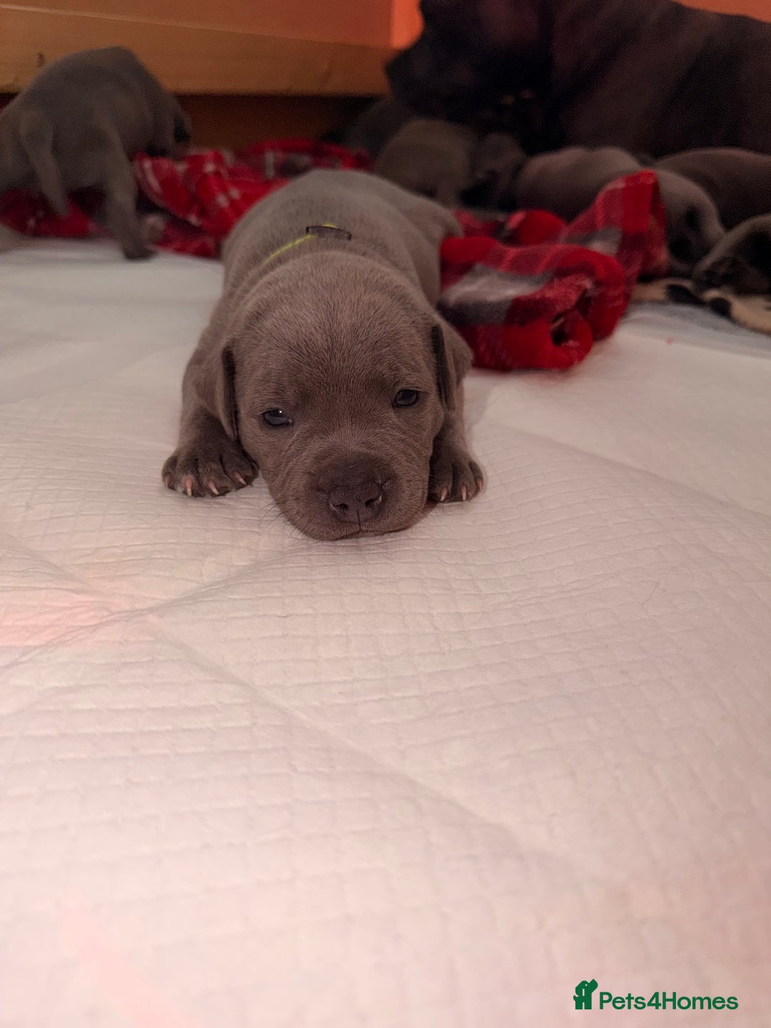 Staffordshire Bull Terrier dogs for sale: 💙Blue x Rare Fawn Staffordshire Bull Terrier Pups - Advert 36