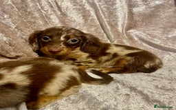 Miniature Dachshund dogs for sale: Long haired Dachshund puppies  - Image 2