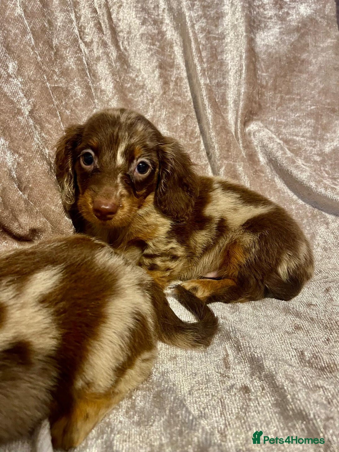 Miniature Dachshund dogs for sale: Long haired Dachshund puppies  - Image 2