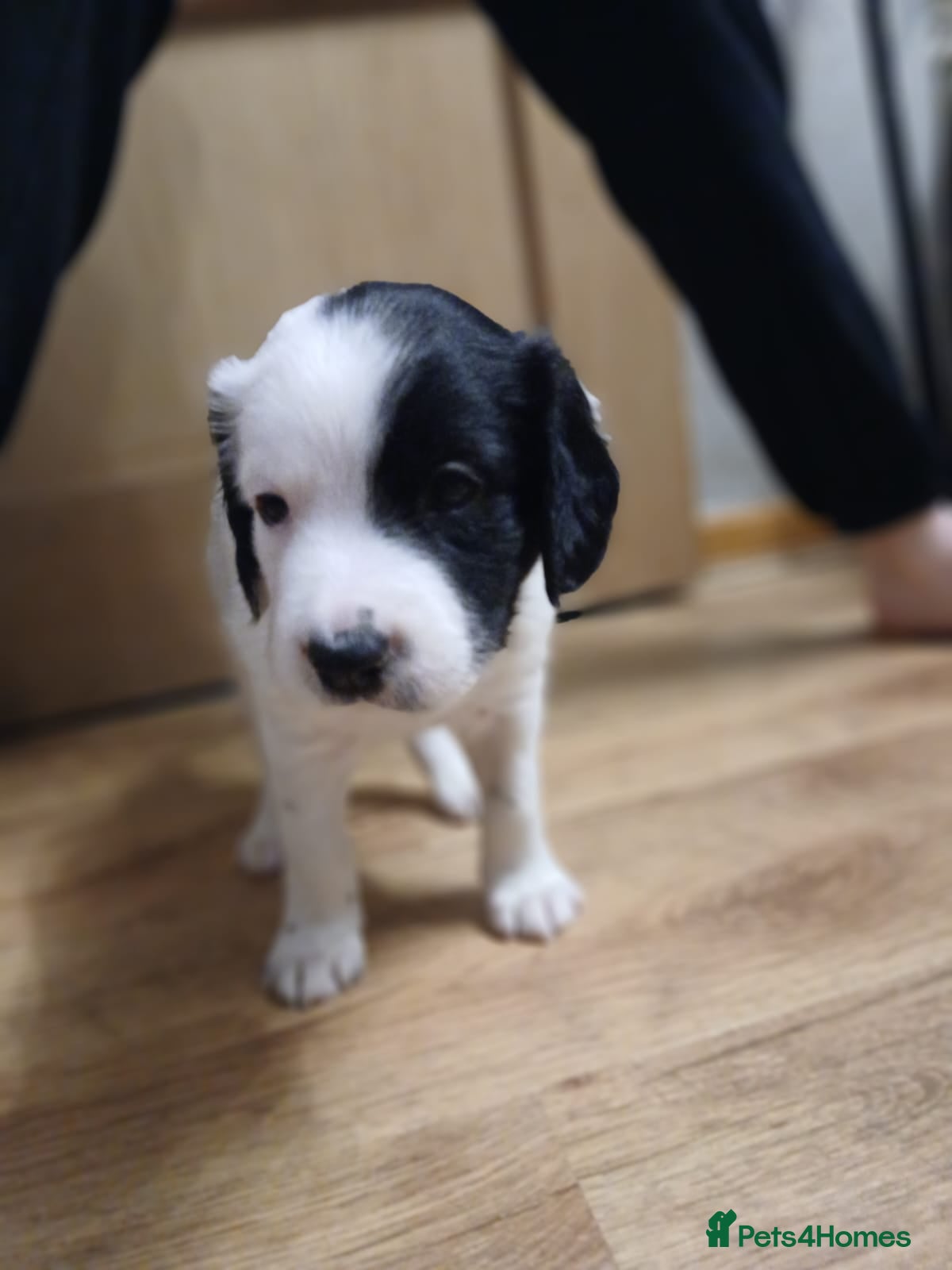 Mixed Breed dogs Beautiful Collie x Sprocker Puppies - Advert 2