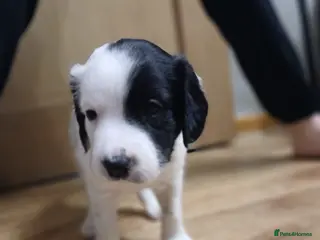 Mixed Breed dogs Beautiful Collie x Sprocker Puppies - Advert 1