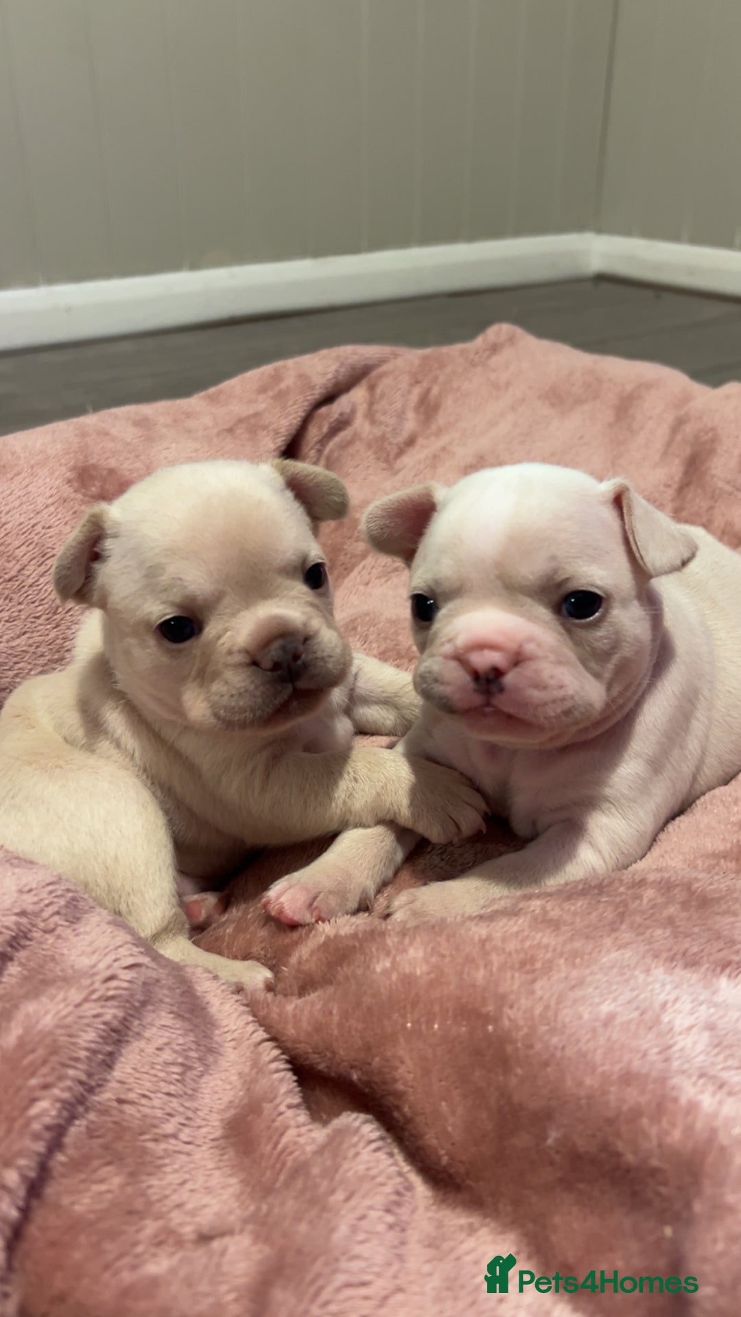 French Bulldog dogs for sale: last girl ready to leave now 🐾⚡️ - Advert 17