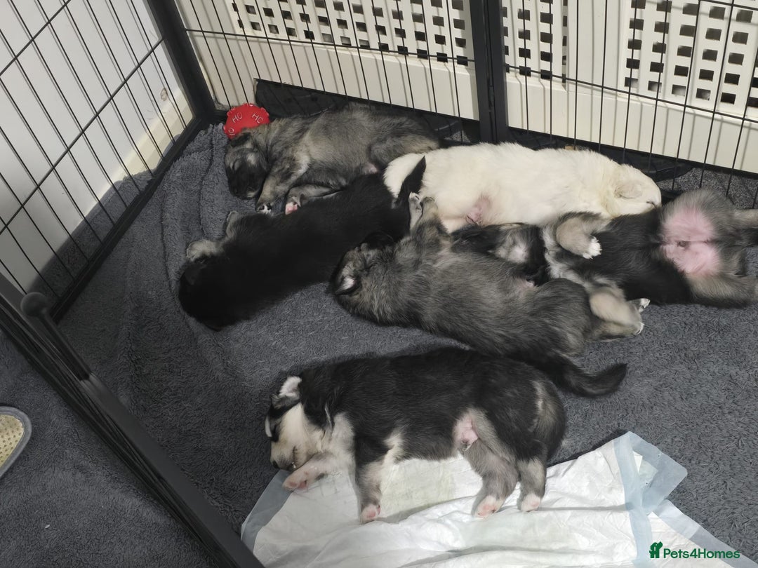 Siberian Husky dogs for sale: Husky pups - Advert 19