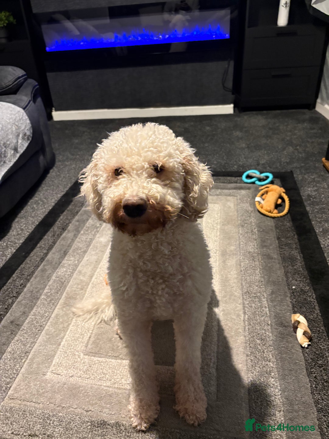 Labradoodle dogs for sale: Gorgeous Labradoodle - Advert 3