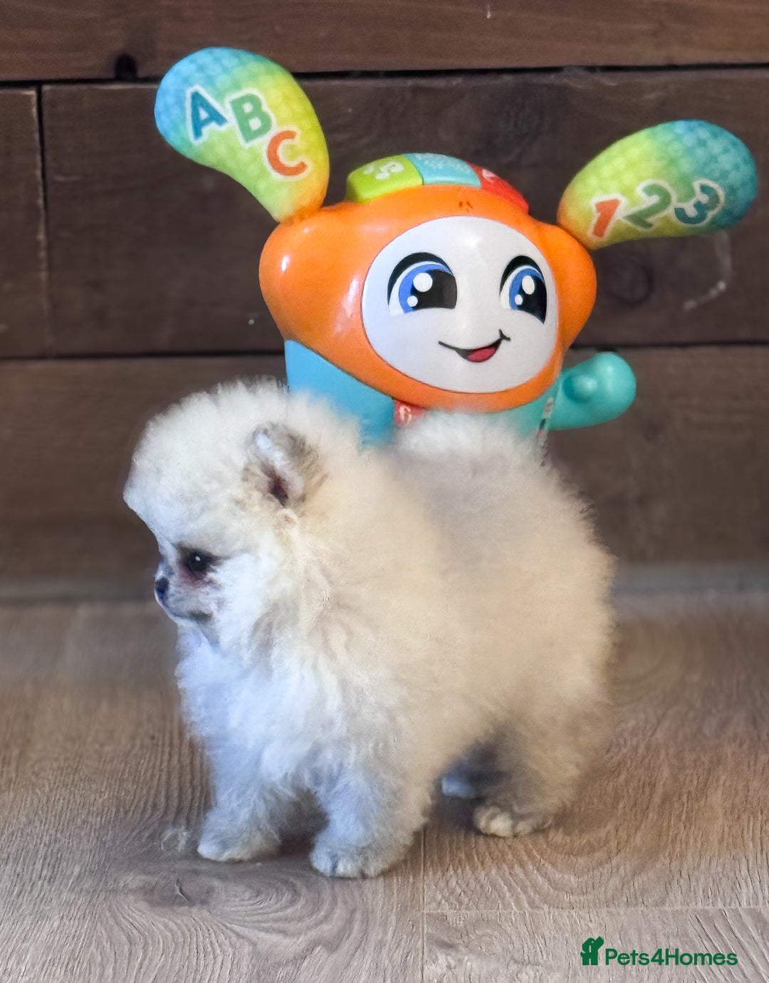 Pomeranian dogs for sale: Bridgerton KC Teddy Bear Faced Pomeranians - Image 6