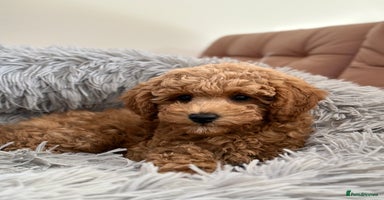 Toy Poodle dogs in Thetford - Advert 13