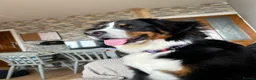 Bernese Mountain Dog dogs for sale: Kiara 11 month old Female Bernese Mountain Dog - Advert 9
