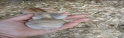 Mini Lop rabbits for sale: Waiting list for new bundles of joy  - Advert 17