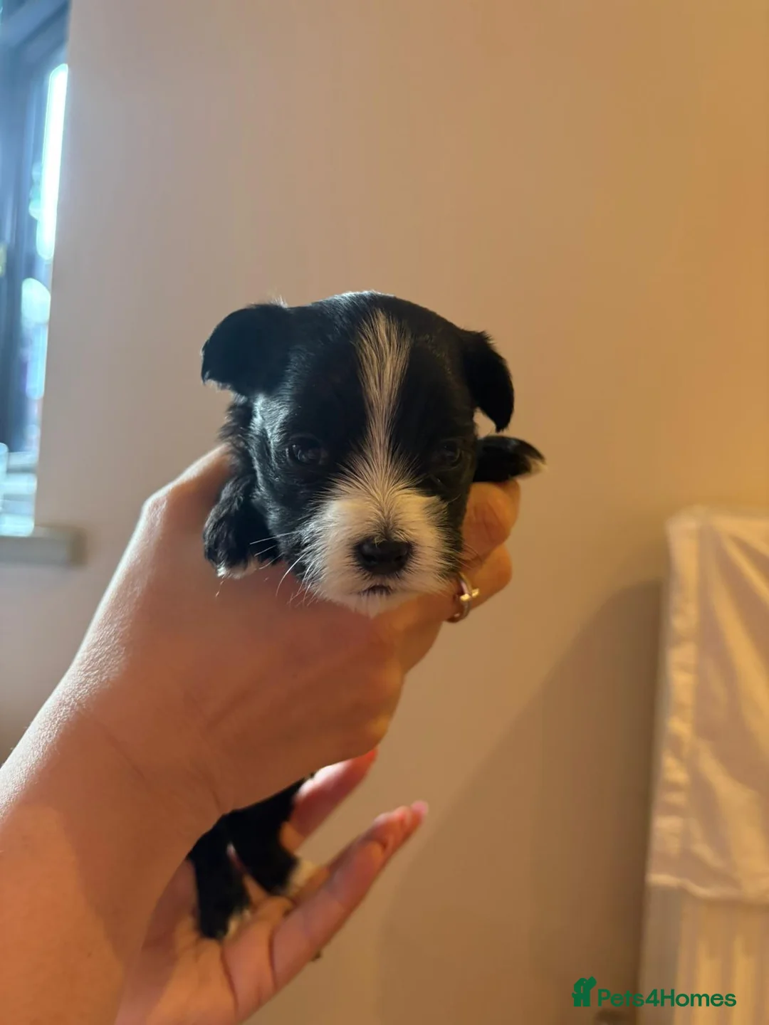 Havanese dogs for sale: Beautiful Havanese puppies - Advert 5