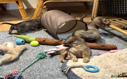 Miniature Dachshund dogs for sale: Gorgeous shaded cream pups - Image 17