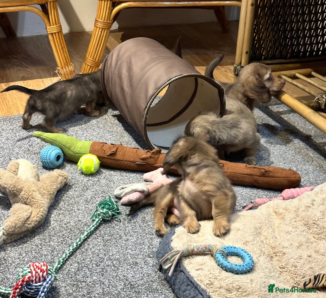 Miniature Dachshund dogs for sale: Gorgeous shaded cream pups - Image 17