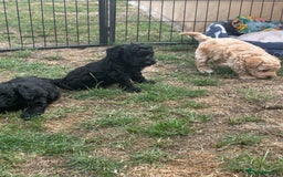 Miniature Poodle dogs for sale: Miniature Poodle Puppies  - Image 39