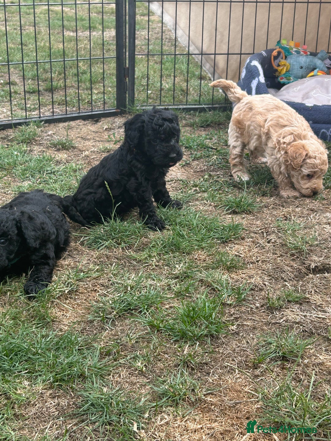 Miniature Poodle dogs for sale: Miniature Poodle Puppies  - Image 39