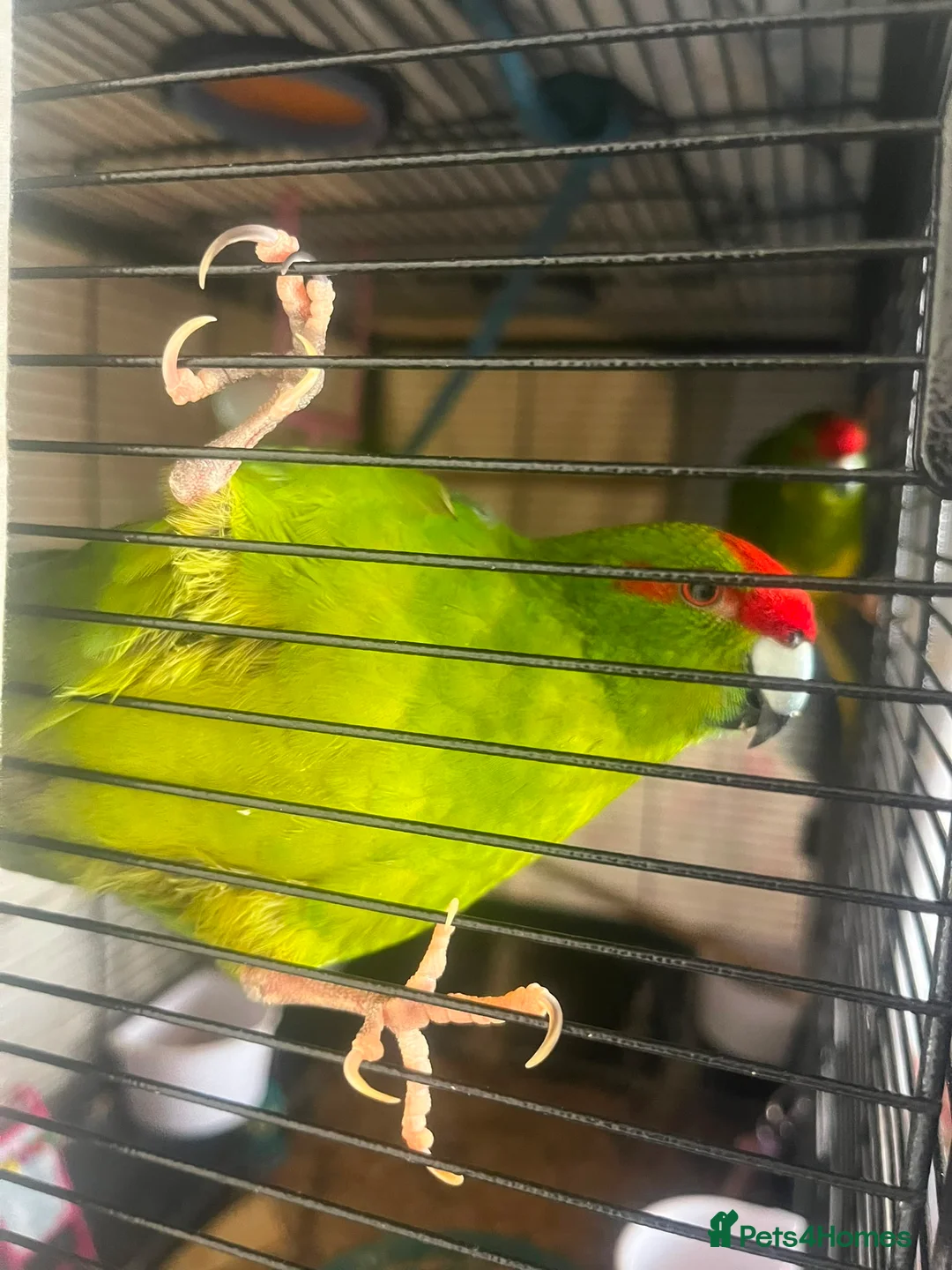 Parakeets birds for sale: Very tame parakeet in Sheffield - Advert 2