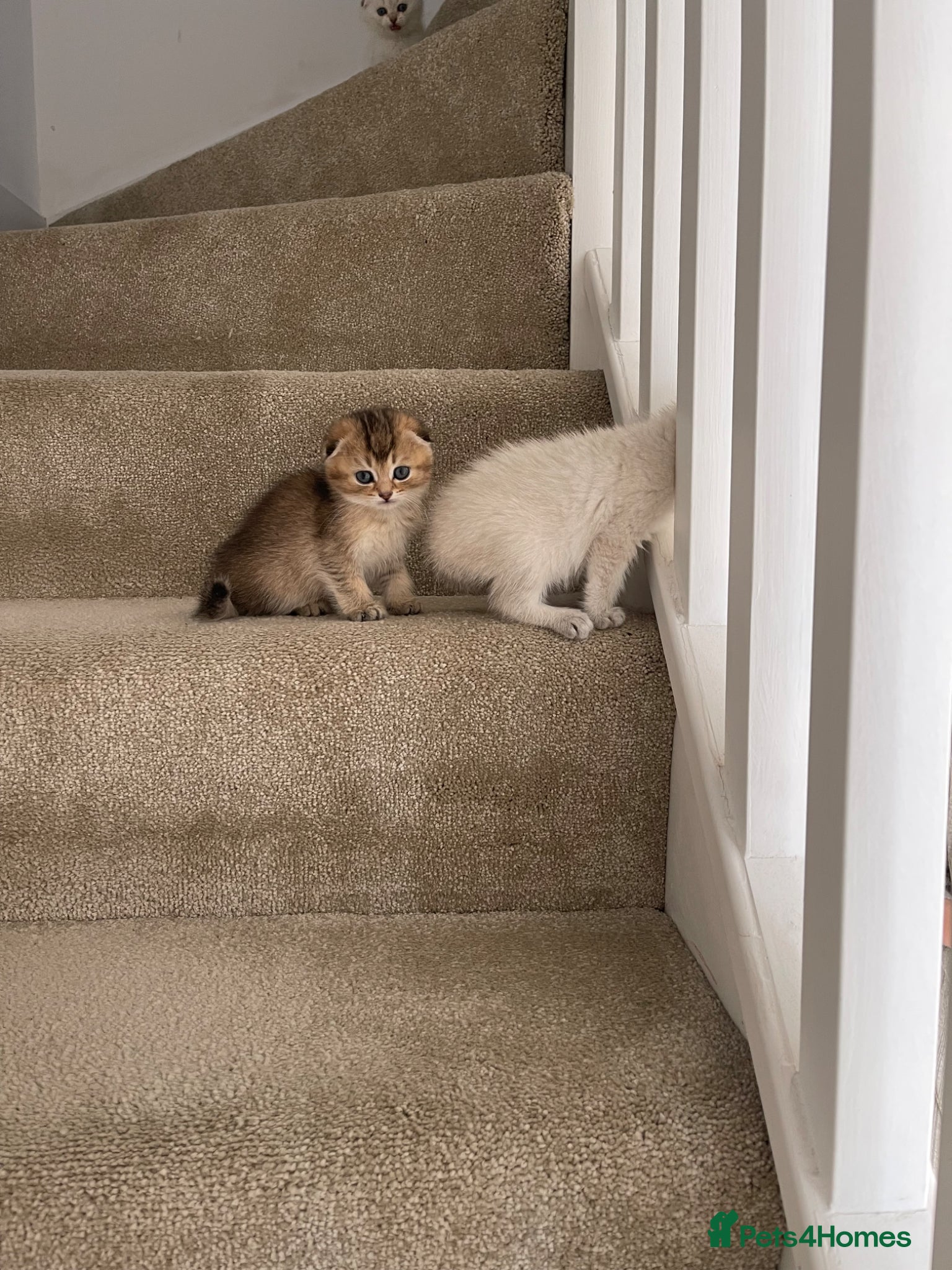 Scottish Fold cats SALE !!!! LOVELY SCOTTISH FOLD GOLDEN KITTENS  - Advert 2