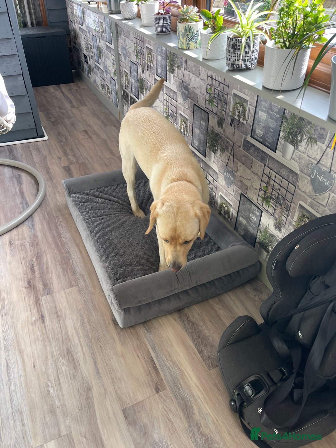 Labrador Retriever dogs for sale: A very gorgeous yellow therapy dog  - Image 11