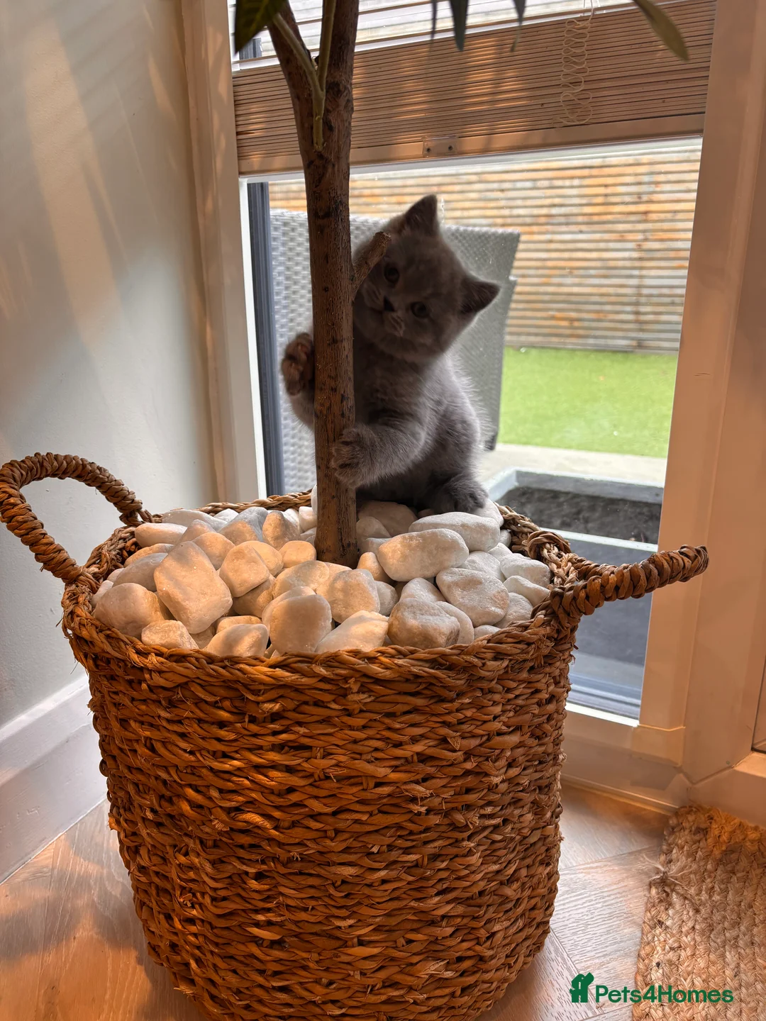 British Shorthair cats for sale: GCCF BSH beautiful chunky female  - Advert 4