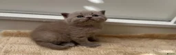 British Shorthair cats for sale: 🧡✅BSH red and lilac 💜Tica reg  - Advert 5