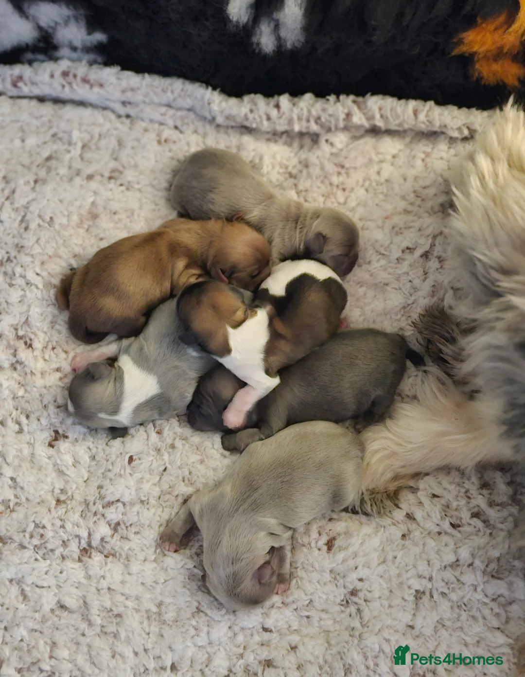 Shih Tzu dogs for stud: Stunning Lavender Dobie Shih Tzu in Motherwell - Advert 4