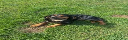 Cocker Spaniel dogs for stud: Kc registered Working Cocker stud dog - Advert 3