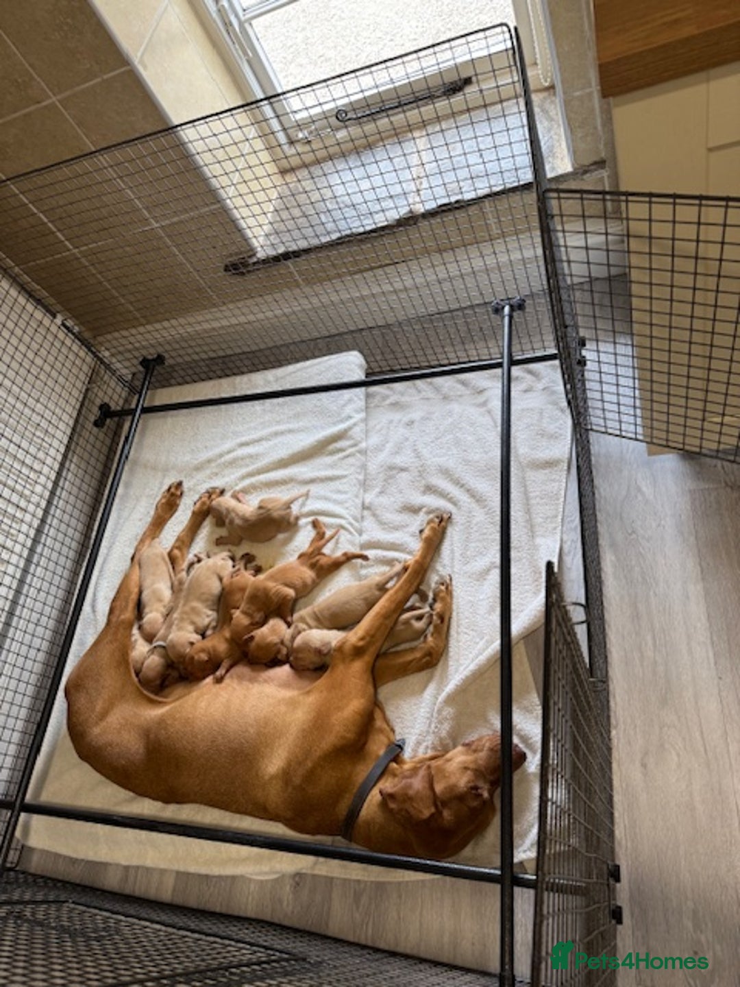 Hungarian Vizsla dogs for sale: The Kennel Club Best Practice Health Standard  - Image 2