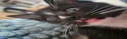Mixed Breed cats for sale: 3 black and white tuxedo kittens, 2 male 1 female - Advert 14