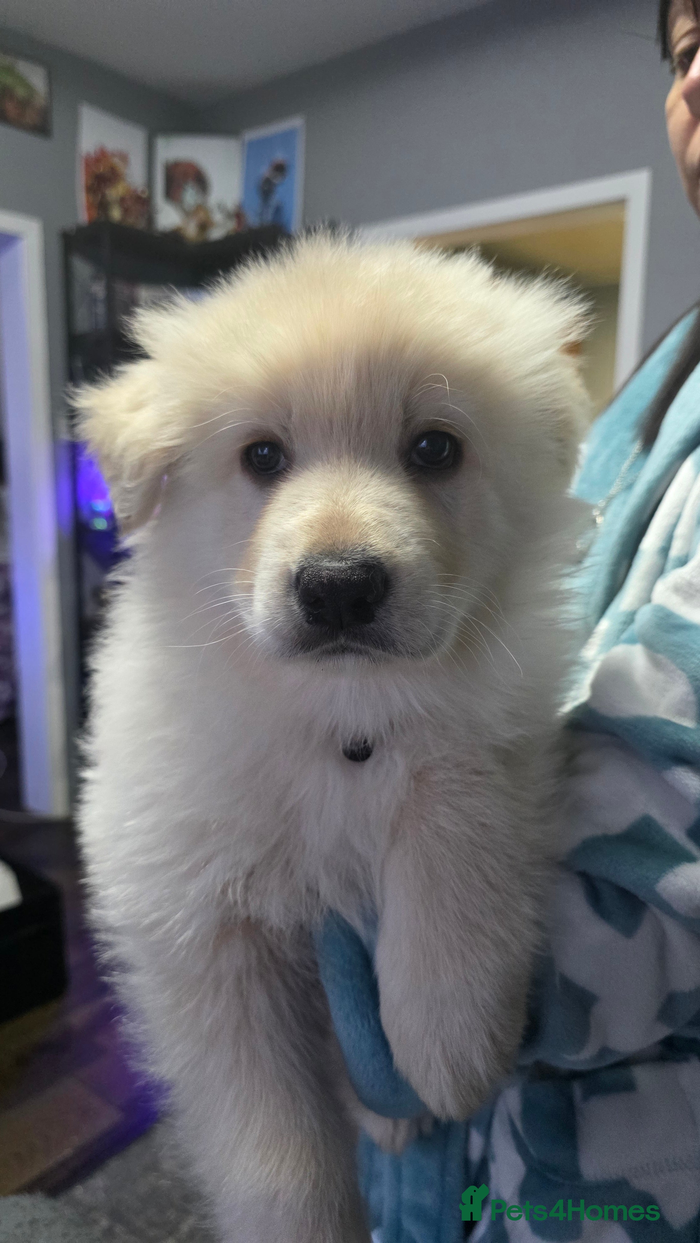 German Shepherd dogs Amazing german shepherd puppies for rehousing  - Advert 1