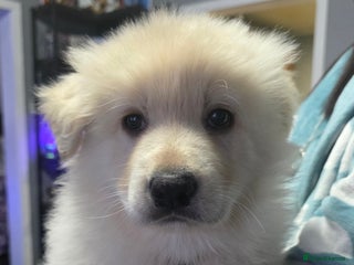 German Shepherd dogs Amazing german shepherd puppies for rehousing - Advert 17