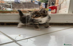 Mixed Breed cats for sale: AVAILABLE SECOND WEEK OF SEPTEMBER  - Image 6