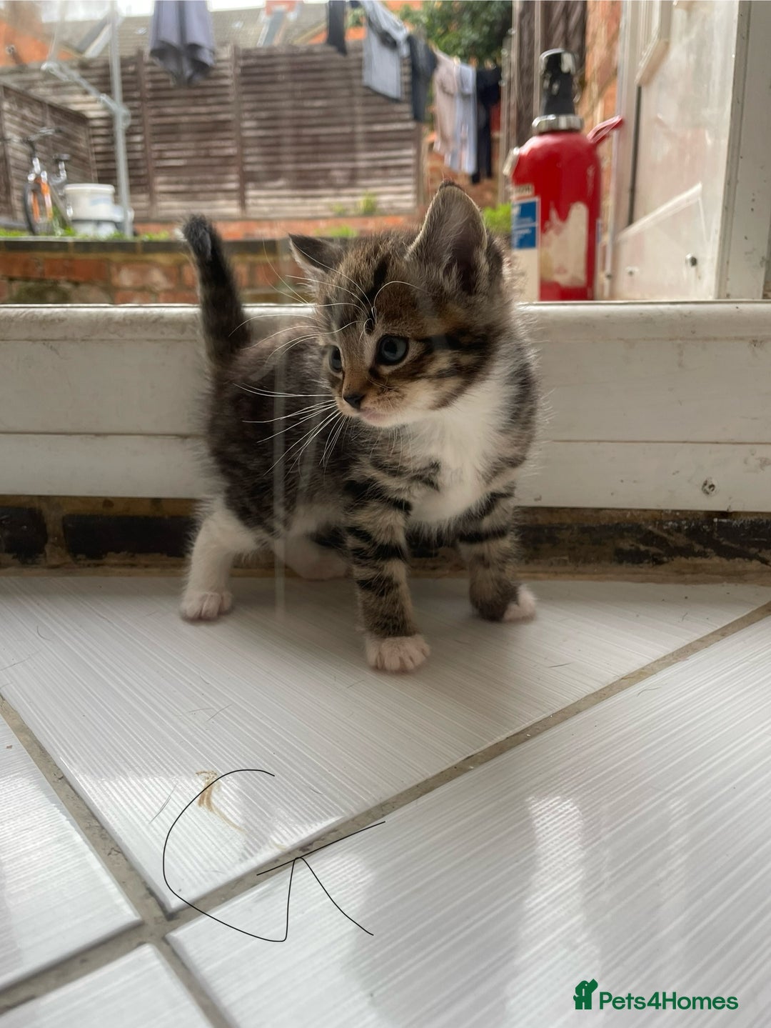 Mixed Breed cats for sale: AVAILABLE SECOND WEEK OF SEPTEMBER  - Image 6