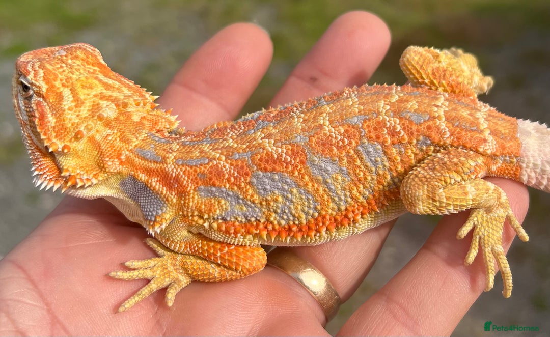 Bearded Dragon reptiles for sale: Stunning hypo bearded dragons - Image 1