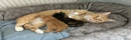 British Shorthair cats for sale: Beautiful British Shorthair & Longhair Kittens - Advert 27