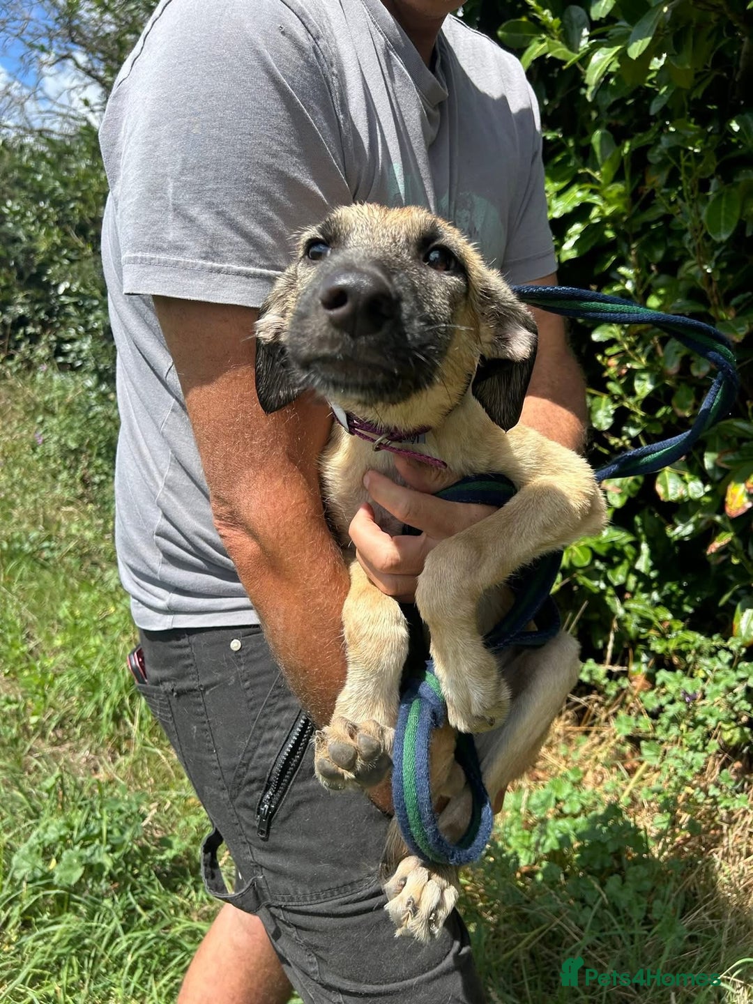 Mixed Breed dogs for adoption: Astra - Norwich Norfolk  - Image 6