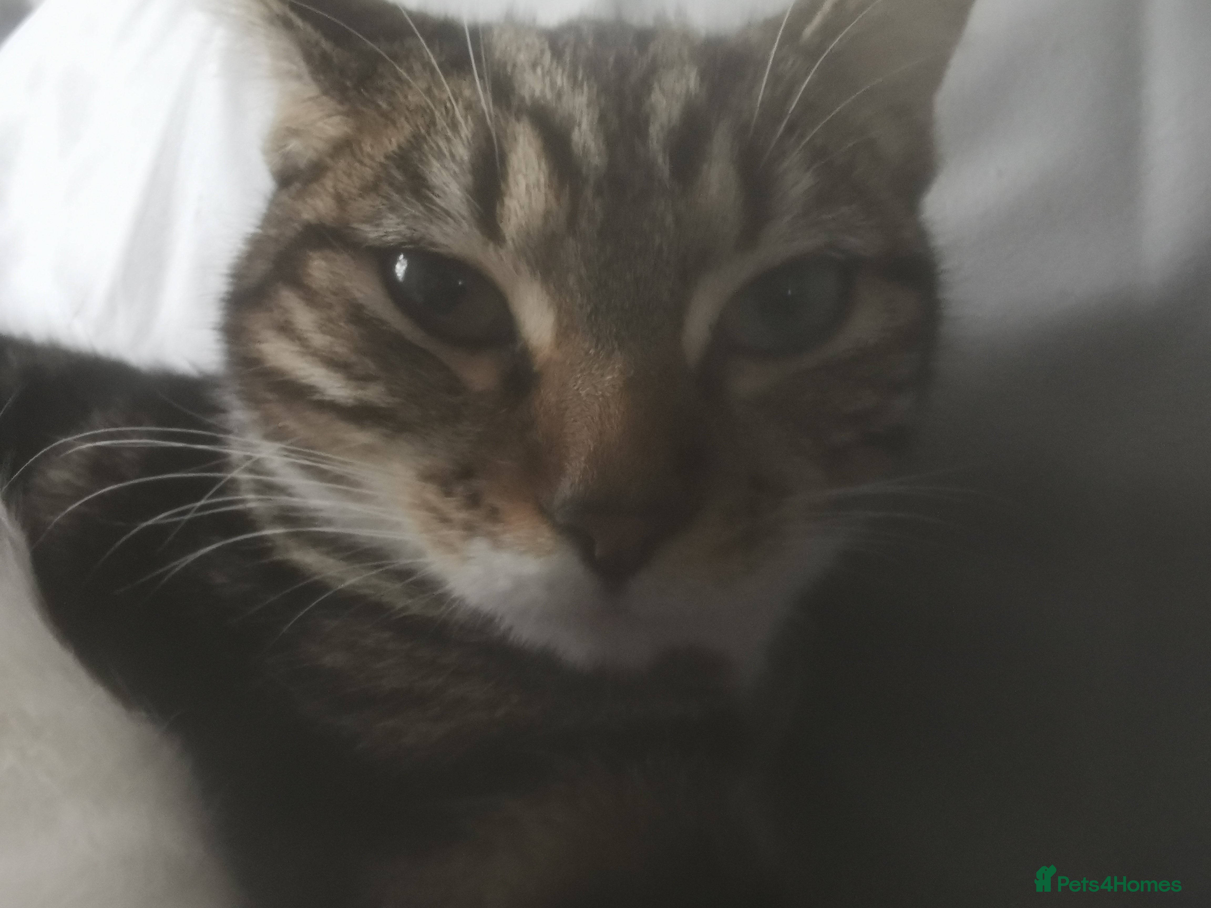 British Shorthair cats Kitten for sale  - Advert 4