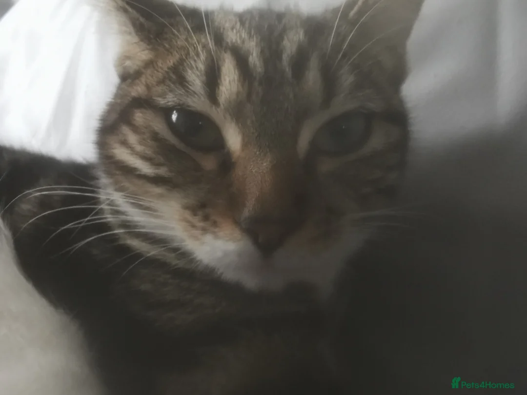 British Shorthair cats for sale: Kitten for sale  in Birmingham - Advert 1