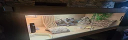 Bearded Dragon reptiles for sale: 4ft vivarium for bearded dragon or similar  in Keighley - Advert 3