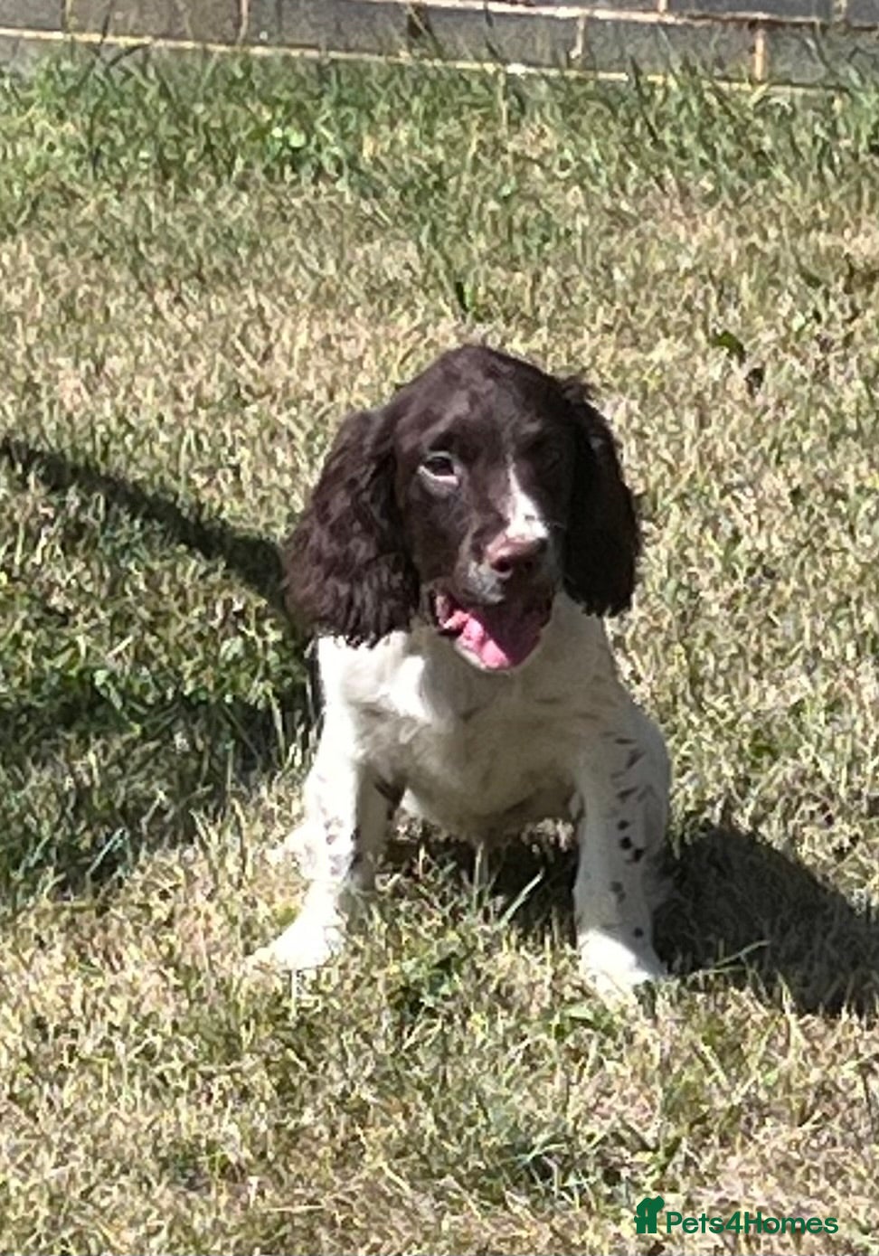 English Springer Spaniel dogs Gorgeous English Springer Spaniels  - Advert 2