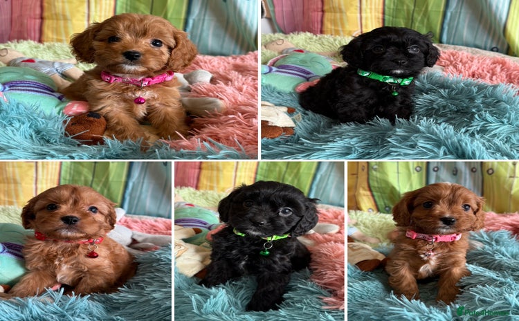 Cavapoo dogs - Advert 2
